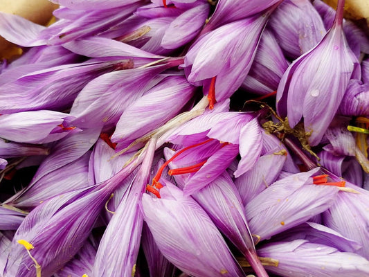 Scheda di utilizzo professionale dello zafferano